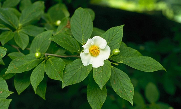 ナツツバキ(ツバキ科)