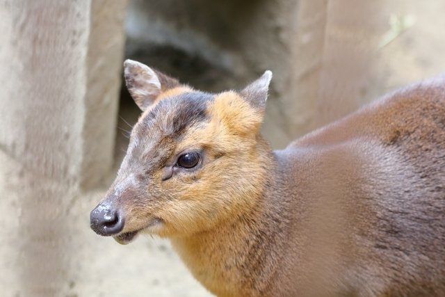 キョン