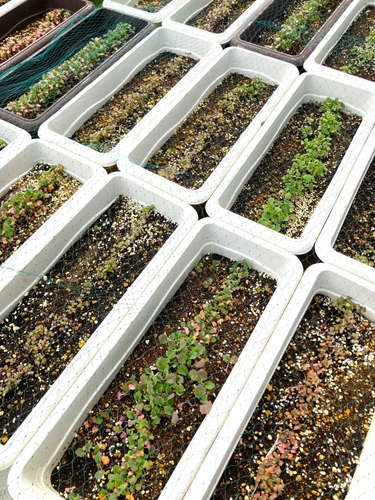 菜の花の生育時期をずらし満開期間を長く