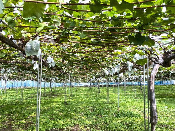 中村農園ではブドウの糖度がしっかり上がるまで樹上で丁寧に育み収穫タイミングを見極めます。