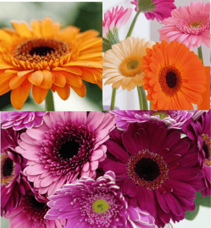 ガーベライメージ