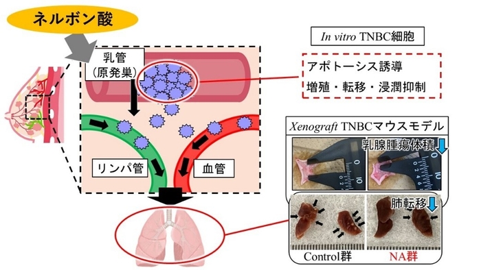 図3 難治性乳がんに対するネルボン酸のまとめ