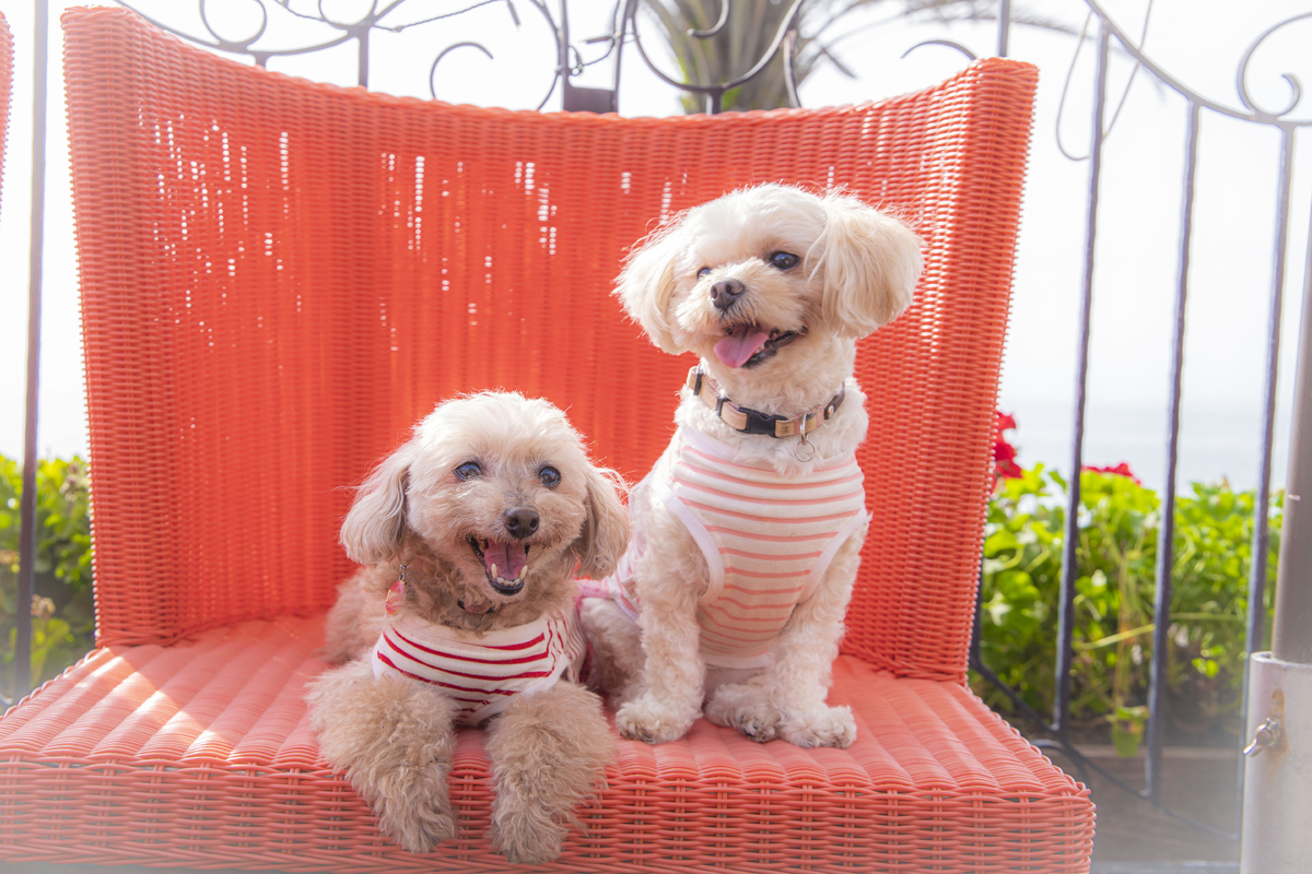 淡路島西海岸「ミエレ ザ ガーデン」 愛犬との思い出をカタチに残そう! 毎月1日と11日限定『わんわんの日キャンペーン』を6月1日よりスタート!