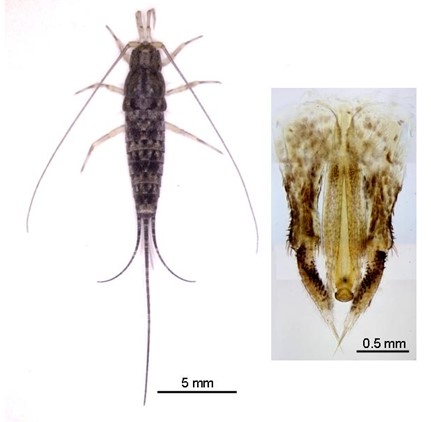 図2 (左図)今回採集したコジマイシノミ。体表は鱗粉で覆われ、環境に溶け込んでカモフラージュになっている。(右図)コジマイシノミの雄外部生殖器および周辺構造。配偶時に、これらを用いて雌の産卵管を把握する。