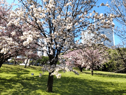 横堀付近のサクラ（過去の様子）