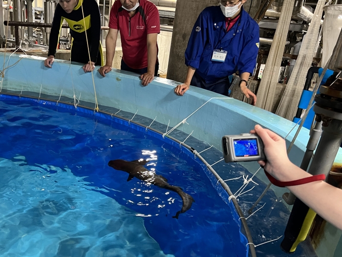 誕生直後の「シロワニ」幼魚の様子