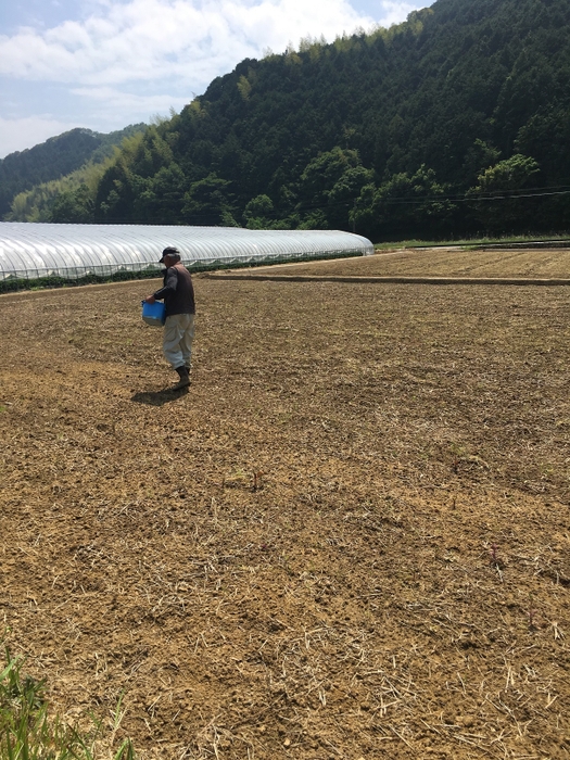 魚粉を撒く様子