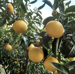 「まーくん家のはっさく」2月1日より発送開始　 ぷりぷりジューシーな果肉が特徴で八朔好き様から好評！