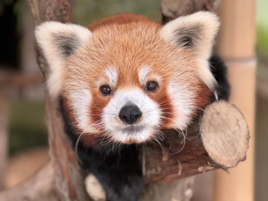ニシレッサーパンダ