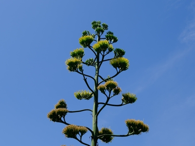 8月2日撮影。最上部の開花も間近。