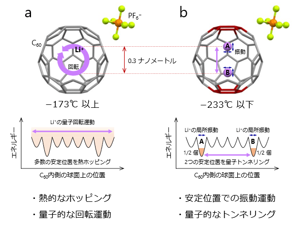 図2 C60ケージに閉じ込めた1個のリチウムイオンの運動の温度変化 a:100K(-173℃)以上の高温、b:40K(-233℃)以下の低温