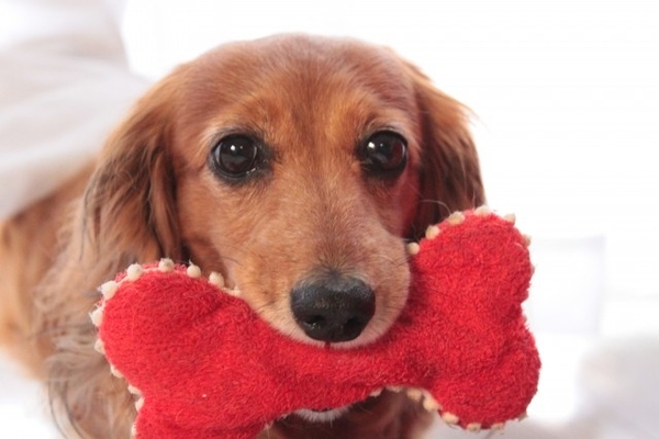 ワンちゃん用おもちゃイメージ