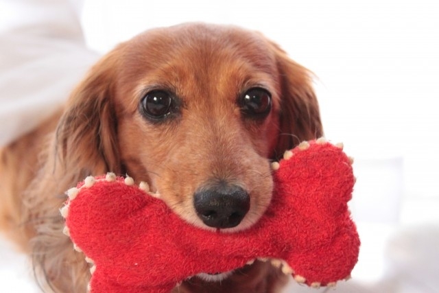 ワンちゃん用おもちゃイメージ