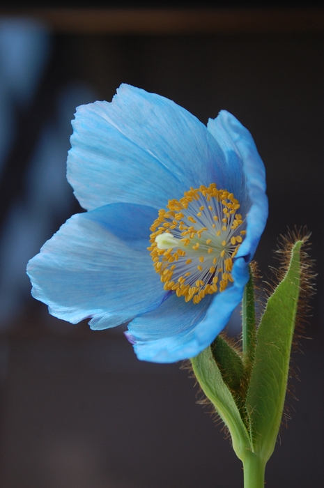 ヒマラヤの高山に自生する幻の「青いケシ」。学名メコノプシス。科名 / 属名:ケシ科 / メコノプシス属