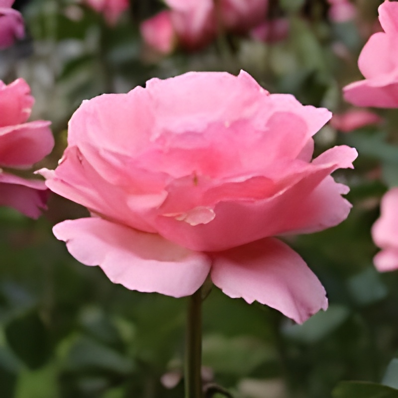 ‘クイーン・エリザベス’