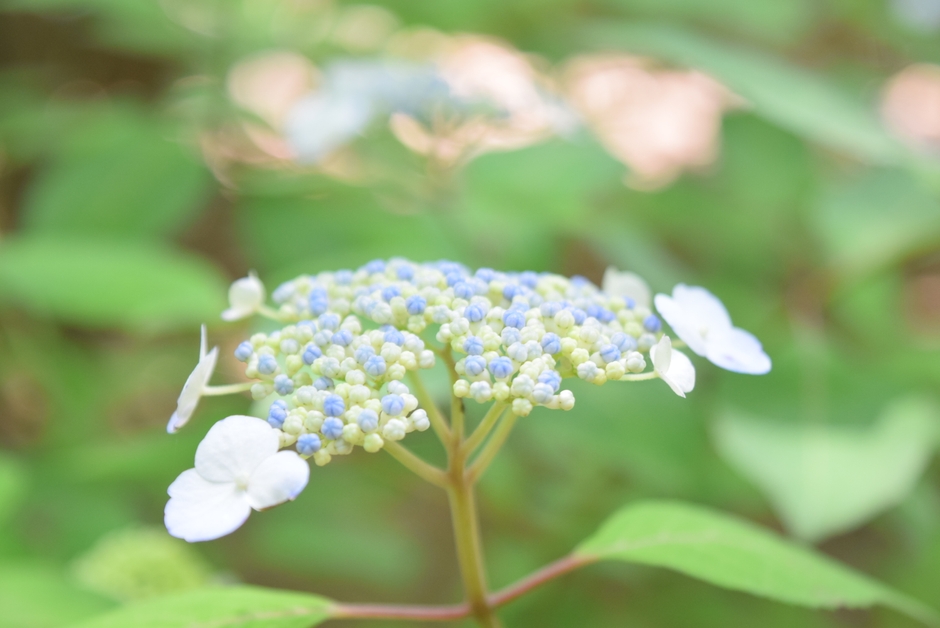 甘茶(5月17日現在)