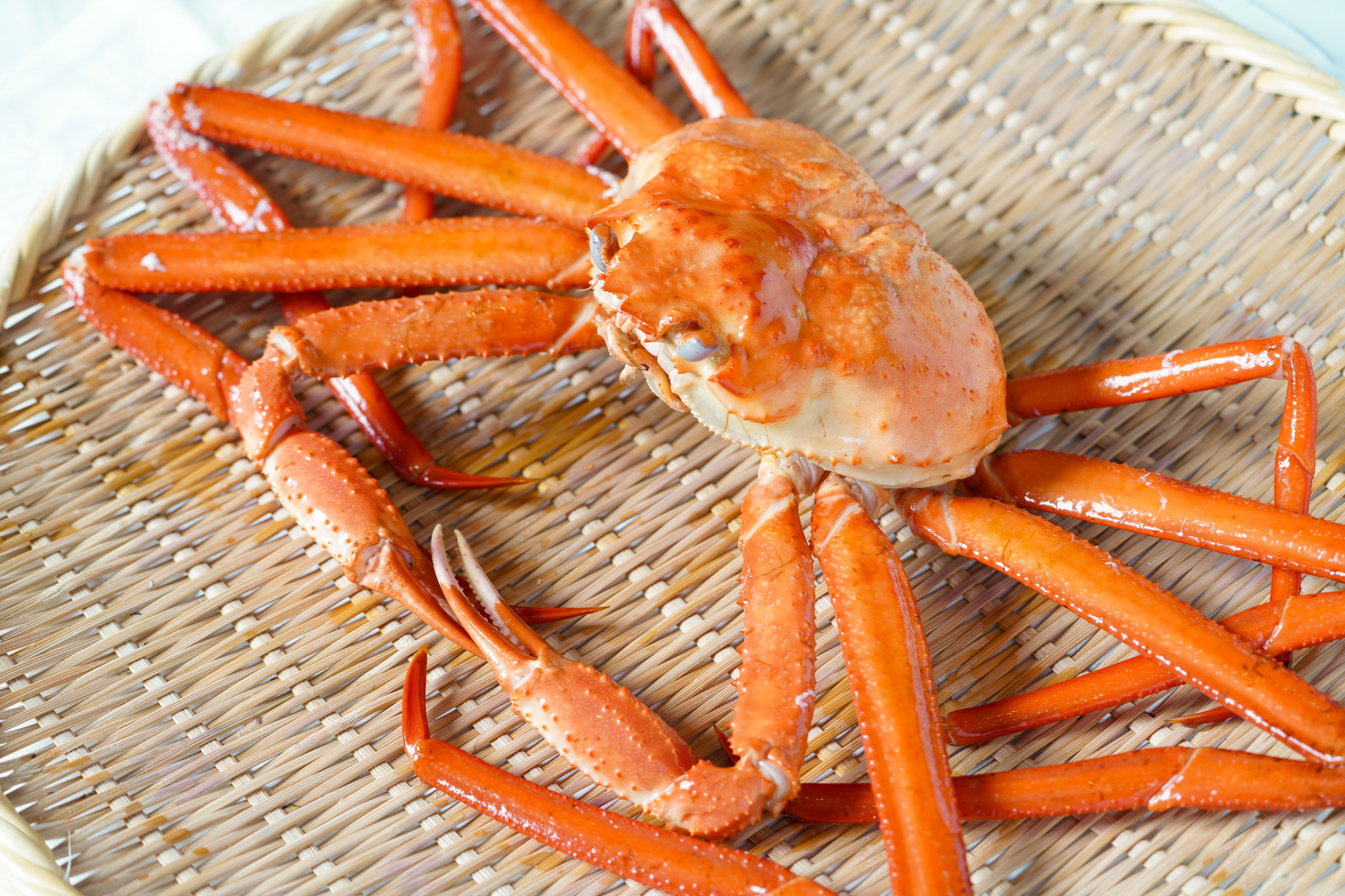 男鹿産の紅ズワイガニ