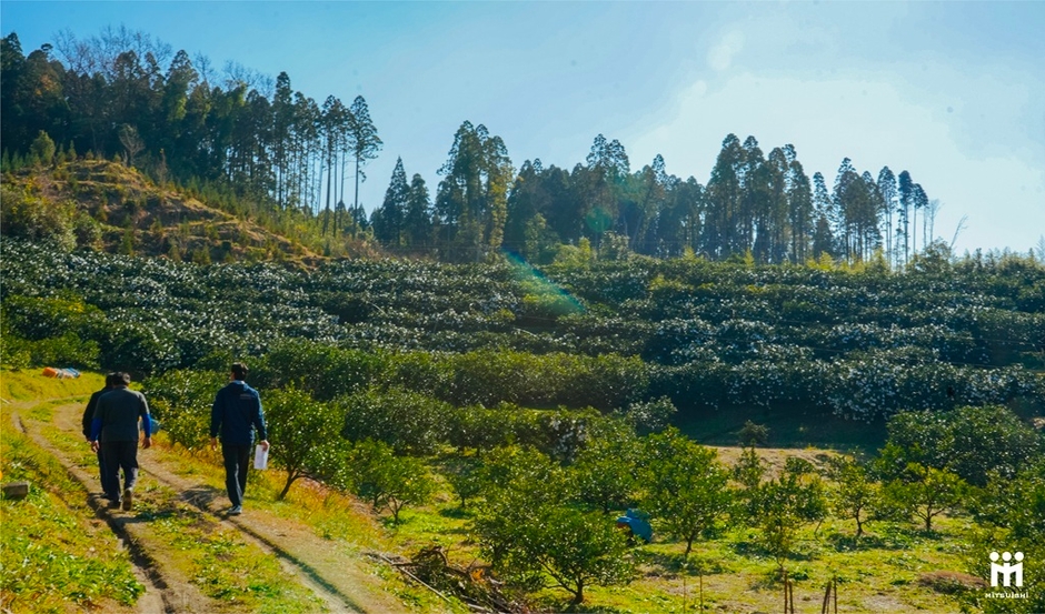 日向夏農園の写真