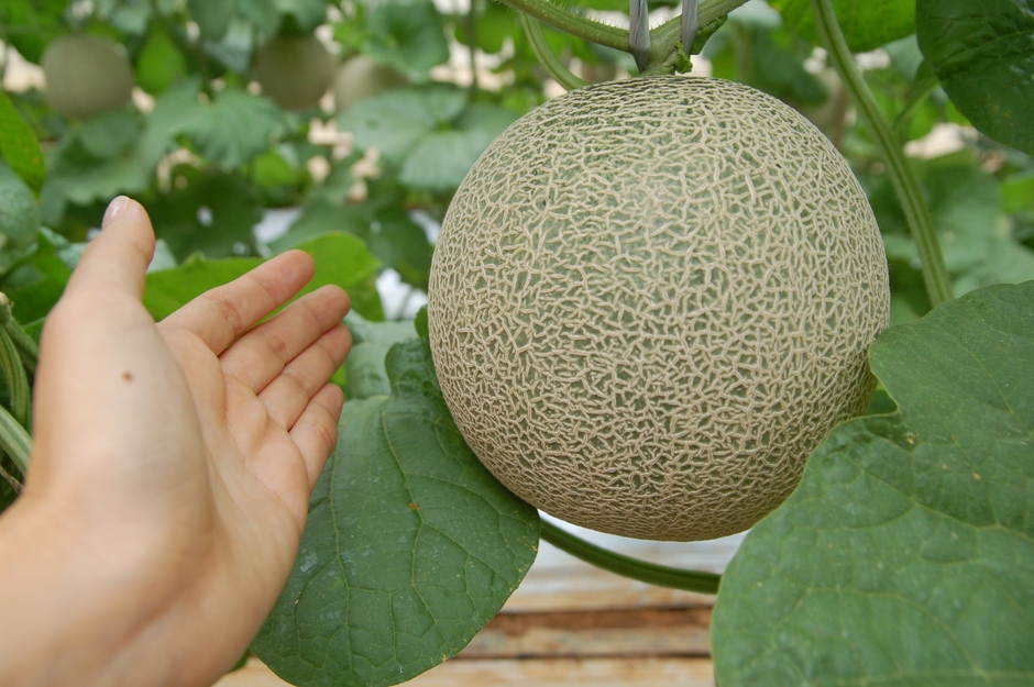 宮古島メロンは冬～春に収穫