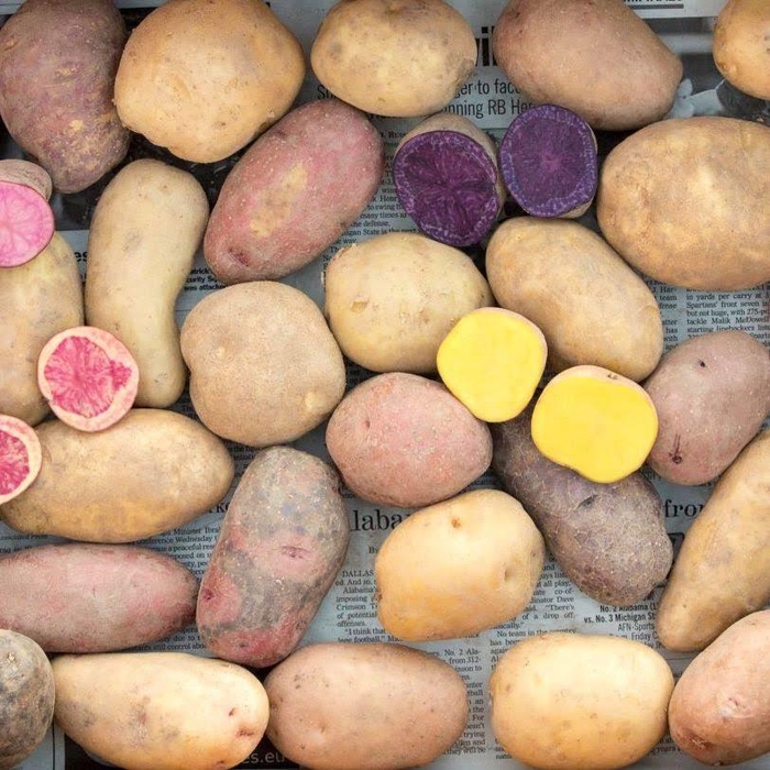 カラフルじゃがいも