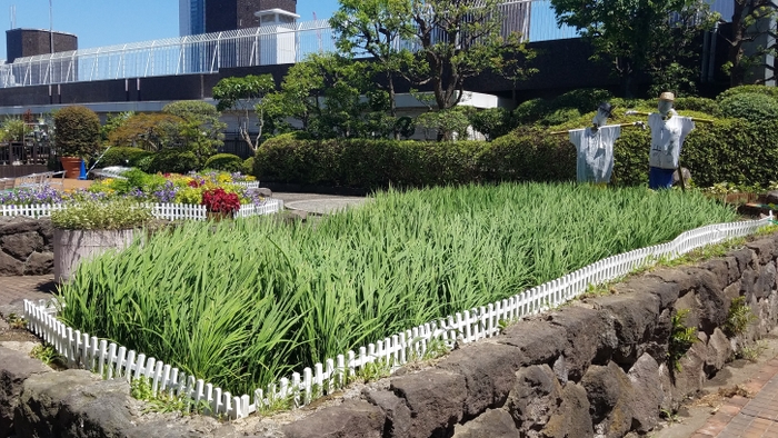 立派に成長した稲