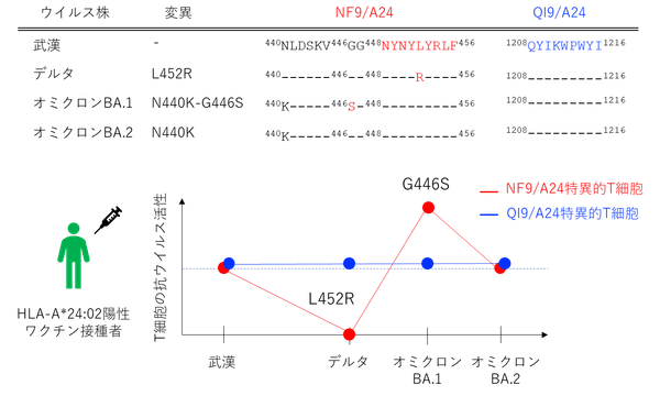 図3：T細胞の変異株に対する抗ウイルス活性NF9/A24特異的T細胞は変異株によって抗ウイルス活性が異なっていた