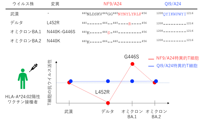 図3：T細胞の変異株に対する抗ウイルス活性NF9/A24特異的T細胞は変異株によって抗ウイルス活性が異なっていた