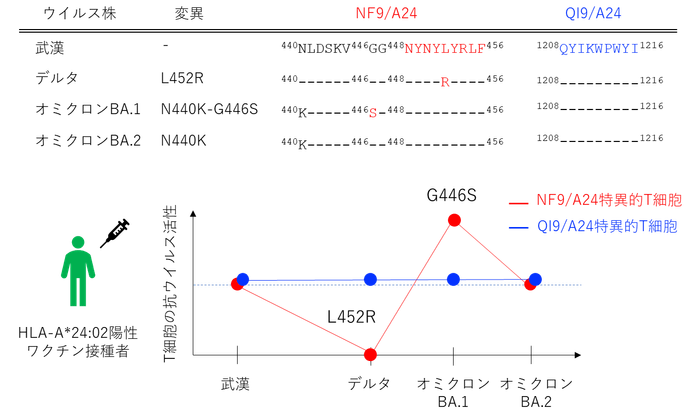 図3:T細胞の変異株に対する抗ウイルス活性NF9/A24特異的T細胞は変異株によって抗ウイルス活性が異なっていた