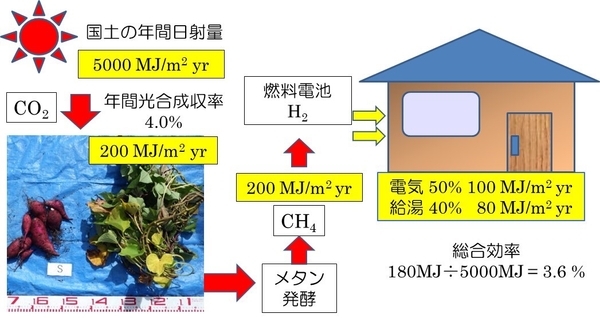 図2 本研究成果を用いてサツマイモを生産した場合の年間日射エネルギーの活用効率　（サツマイモの場合）日射エネルギー 100MJ ⇒ サツマイモ 4.0MJ ⇒メタン 4.0MJ ⇒ （水素）発電・給湯 3.6MJ　（森林の場合）日射エネルギー 100MJ ⇒ 山林0.06MJ （森林統計値） ⇒ 木質バイオマス発電 0.018MJ　木を植えるよりもサツマイモを生産した方が200倍（3.6MJ÷0.018MJ）の効率 ＝ 単位面積あたり200倍量のCO2を吸収 （MJ：メガジュール）