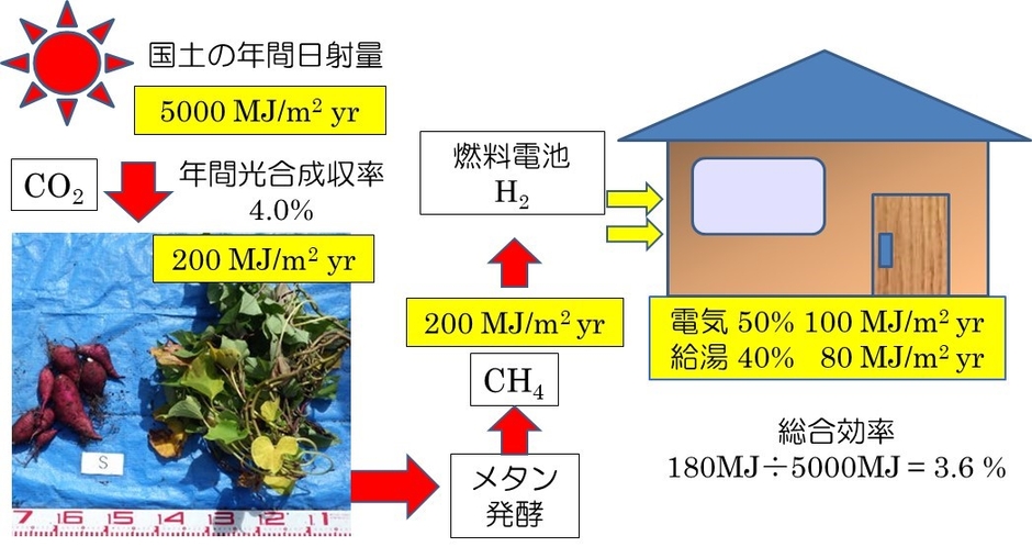 図2 本研究成果を用いてサツマイモを生産した場合の年間日射エネルギーの活用効率 (サツマイモの場合)日射エネルギー 100MJ ⇒ サツマイモ 4.0MJ ⇒メタン 4.0MJ ⇒ (水素)発電・給湯 3.6MJ (森林の場合)日射エネルギー 100MJ ⇒ 山林0.06MJ (森林統計値) ⇒ 木質バイオマス発電 0.018MJ 木を植えるよりもサツマイモを生産した方が200倍(3.6MJ÷0.018MJ)の効率 = 単位面積あたり200倍量のCO2を吸収 (MJ:メガジュール)