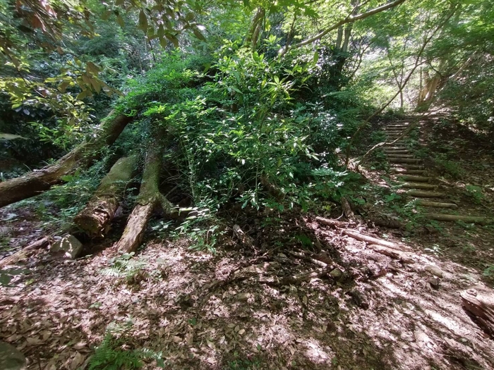 森林療法散策路(自然林)