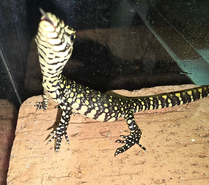 オオトカゲ生体展示館