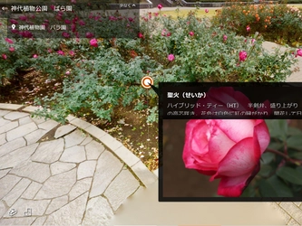 【神代植物公園＊閉園中＊】GreenSnapと連携「オンラインばら園」を開始