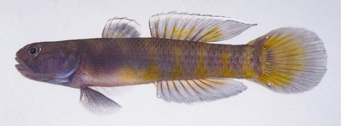 トラハゼ Mugilogobius flavomaculatus（大阪市立自然史博物館所蔵：撮影　鈴木寿之）