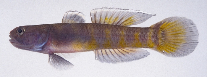 トラハゼ Mugilogobius flavomaculatus(大阪市立自然史博物館所蔵:撮影 鈴木寿之)