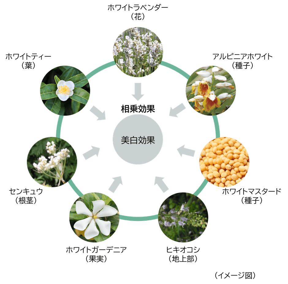 7種類の植物の組み合わせ