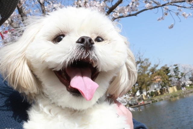 愛犬のベストスマイルをパチリ