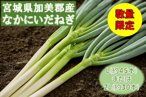 宮城県産　なかにいだねぎ（白ネギ）