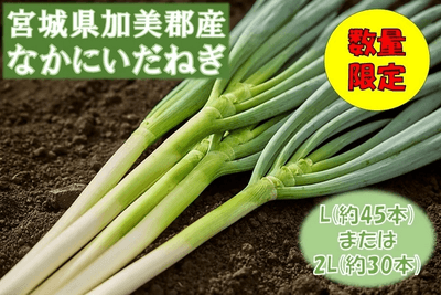 宮城県産 なかにいだねぎ(白ネギ)
