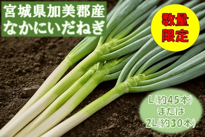宮城県産　なかにいだねぎ（白ネギ）