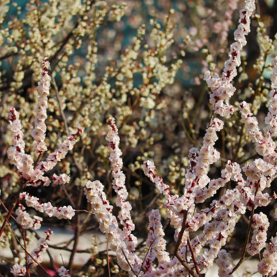 湯島天神梅まつり2