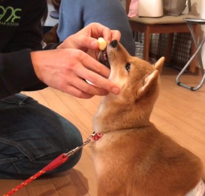 歯磨きも大丈夫