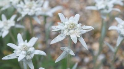 六甲高山植物園　ヨーロッパアルプスに咲く憧れの花 「エーデルワイス」が見頃を迎えました！