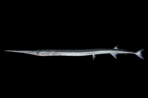 図2.ベヨネース列岩産のヒメダツ（栗岩 薫氏撮影）