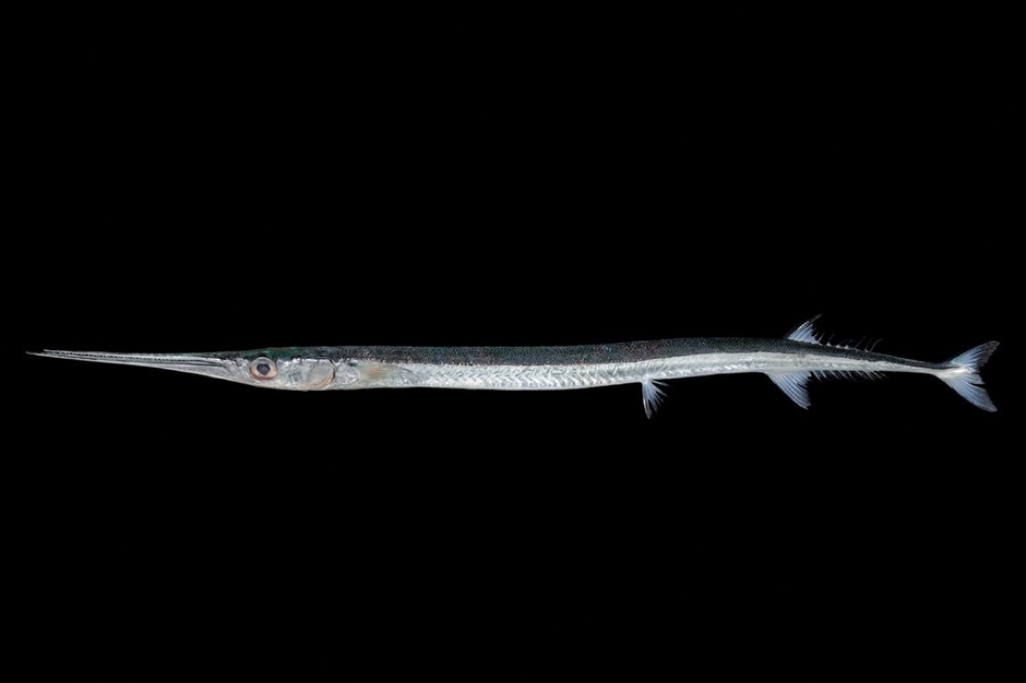 図2.ベヨネース列岩産のヒメダツ(栗岩 薫氏撮影)