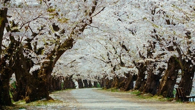 弘前さくらまつりPR動画「101回目への弘前公園の桜(2020)」 　「第2回ふるさと動画大賞」を受賞！ ～全国応募総数125点の中から最高賞の大賞～