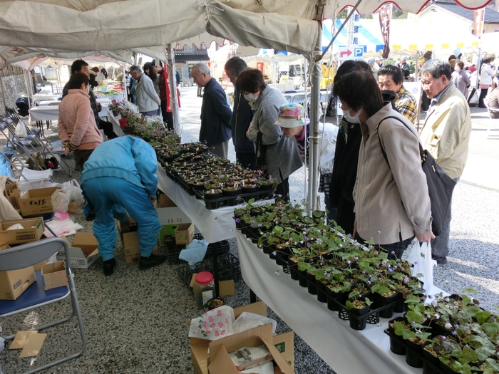 雪割草即売会