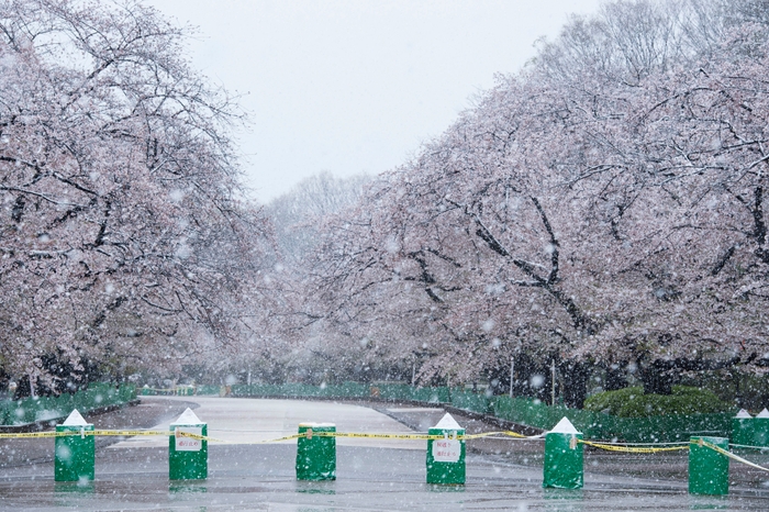 2020.3.29 上野恩賜公園