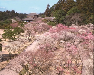 120年以上続く「水戸の梅まつり」が2月16日から開催　 梅の香りが春の訪れを告げる！