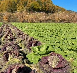 「希少種・紫白菜」で「キムチを作りました」 応援購入終了までのこりわずか！